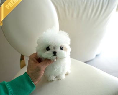 Teacup Maltese Puppies for Sale