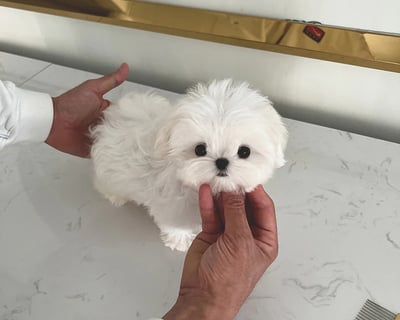 Teacup Maltese Puppies for Sale