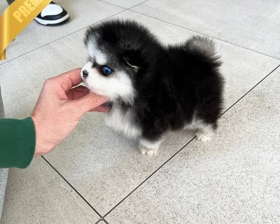 Pomsky Puppies for Sale
