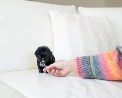 Maltipoo Puppies for Sale
