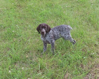 German Shorthaired Pointer Puppies for Sale
