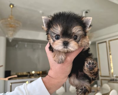 Morkie Puppies for Sale 
