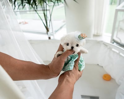 Teacup Maltese Puppies for Sale