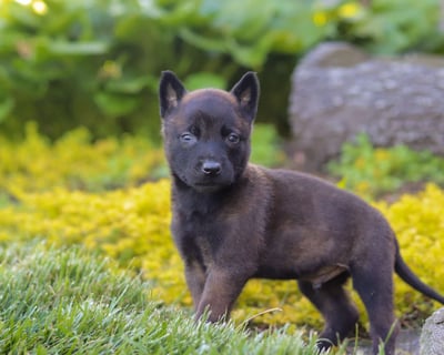 Belgian Malinois Puppies for Sale