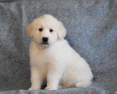 Great Pyrenees Puppies for Sale 