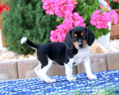  Beagle puppies for sale