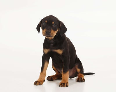 Catahoula Leopard Puppies for Sale
