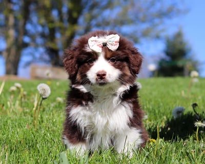 Miniature Australian Shepherd Puppies for Sale