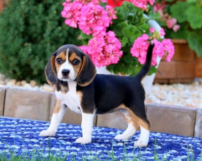  Beagle puppies for sale
