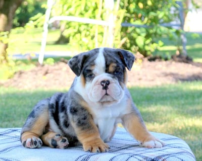 English Bulldog puppies for sale