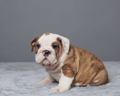 English Bulldog puppies for sale