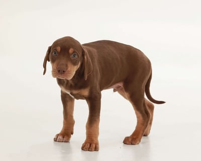 Catahoula Leopard Puppies for Sale