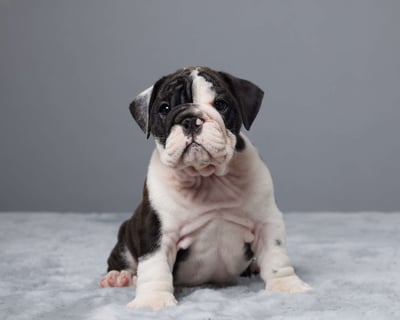 English Bulldog puppies for sale