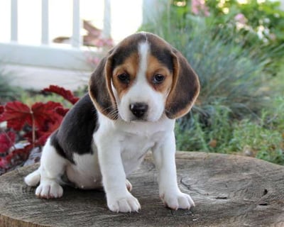  Beagle puppies for sale