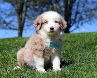 Miniature Australian Shepherd Puppies for Sale
