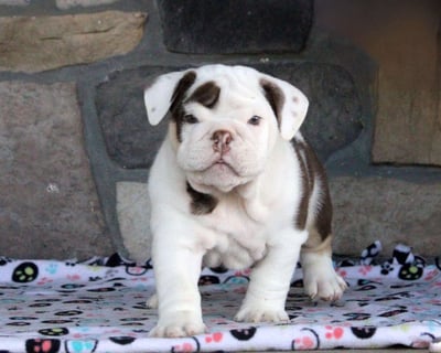 English Bulldog Puppies for Sale