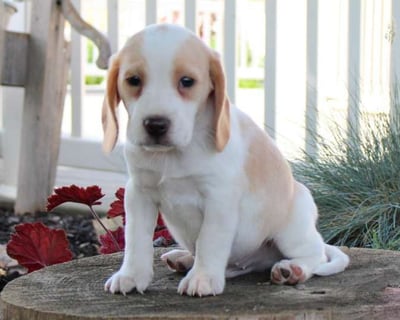  Beagle puppies for sale