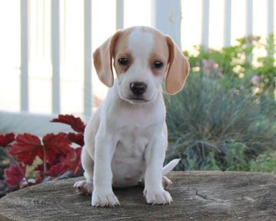  Beagle puppies for sale