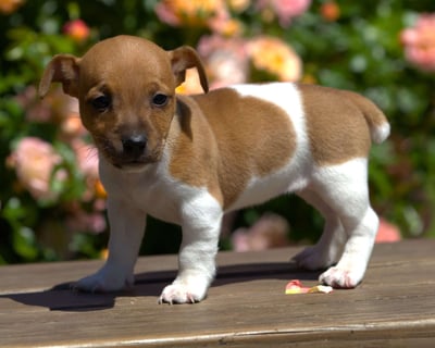 Jack Russell puppies for sale 