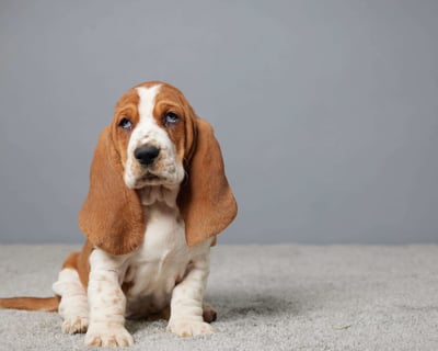 Basset Hound Puppies for Sale
