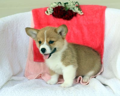 Corgi Puppies for Sale