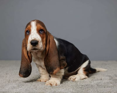 Basset Hound Puppies for Sale