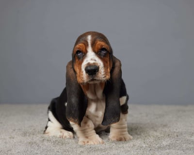 Basset Hound Puppies for Sale