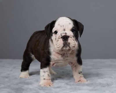 English Bulldog puppies for sale