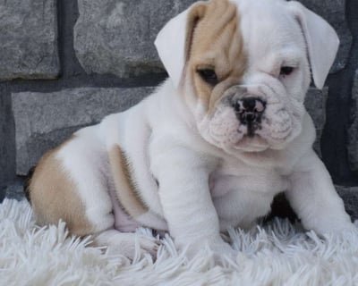 Beabull Puppies for Sale