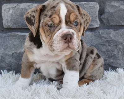 Beabull Puppies for Sale