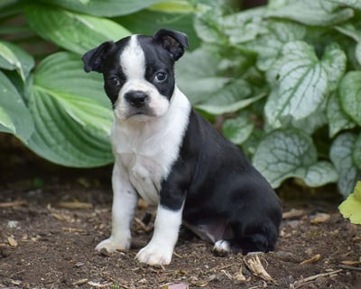 Boston Terrier Puppies for Sale