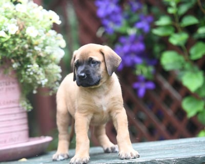 English Mastiff Puppies for Sale