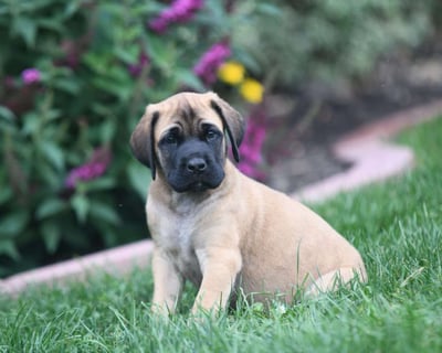 English Mastiff Puppies for Sale