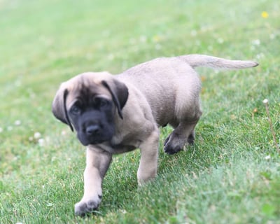 English Mastiff Puppies for Sale