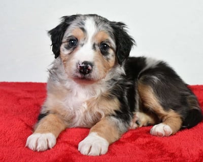 Australian Mountain Doodle Puppies for Sale