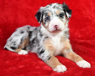 Australian Mountain Doodle Puppies for Sale