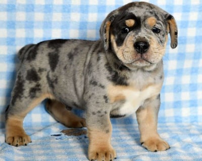 Beabull Puppies for Sale