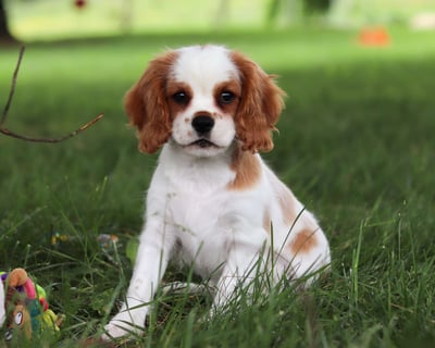 Cavalier King Charles Spaniel Puppies for Sale
