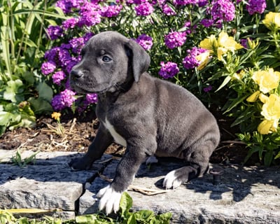 Great Dane Puppies for Sale