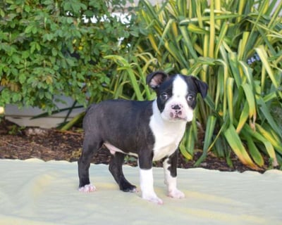 Boston Terrier Puppies for Sale