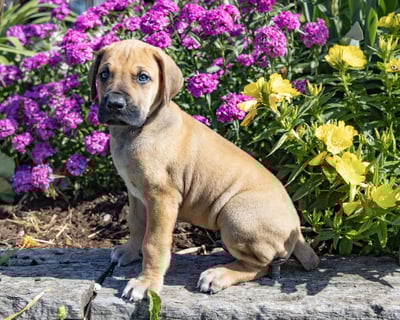 Great Dane Puppies for Sale