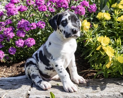 Great Dane Puppies for Sale
