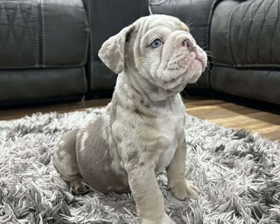 English Bulldog Puppies for Sale