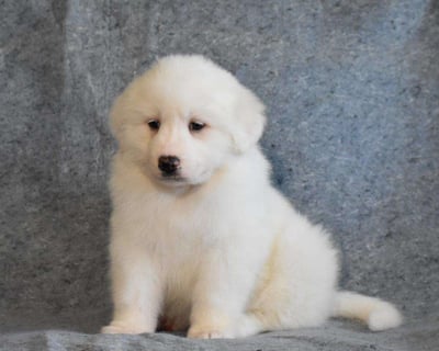 Great Pyrenees Puppies for Sale 