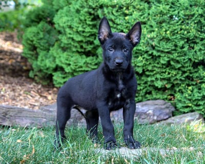 Belgian Malinois Puppies for Sale
