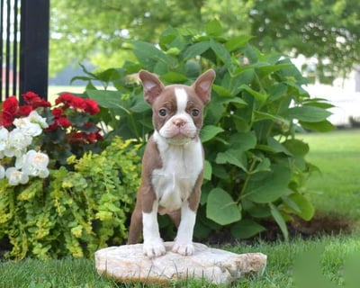 Boston Terrier Puppies for Sale