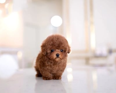 Maltipoo Puppies for Sale