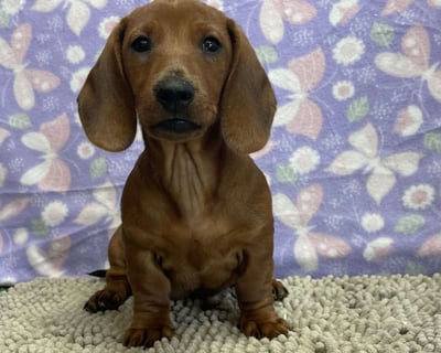 Dachshund Puppies for Sale