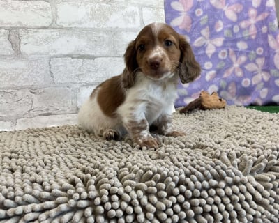 Dachshund puppies for sale