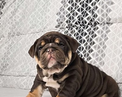 English Bulldog puppies for sale
